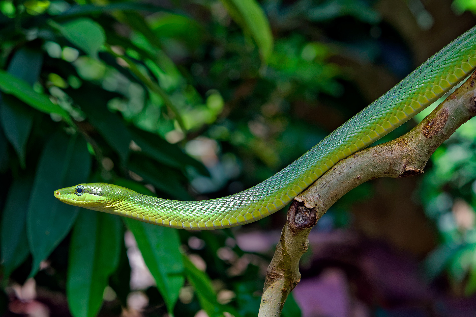 Arboreal ratsnake - Gonyosoma oxycephalum