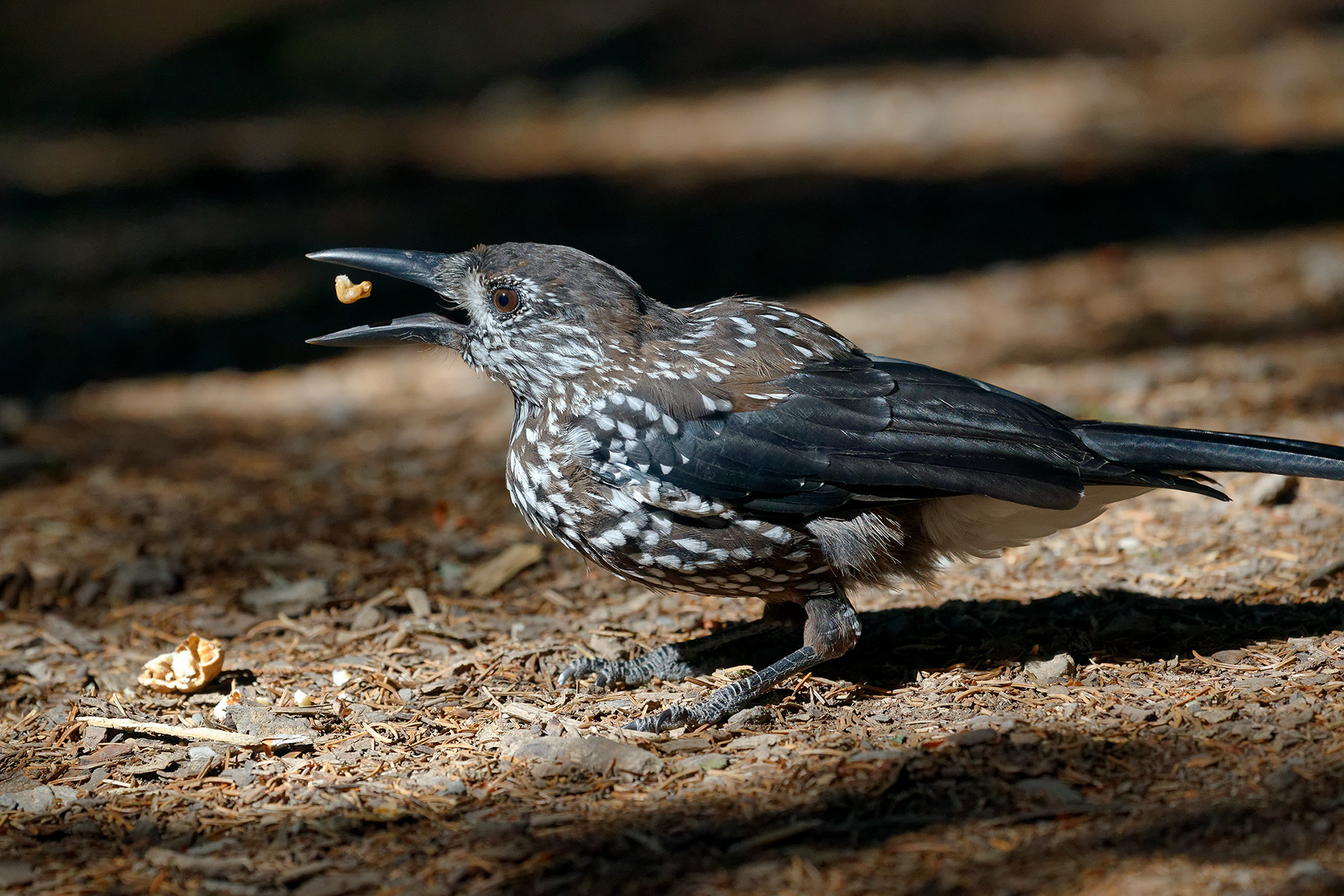 Spotted nutcracker - Nucifraga caryocatactes