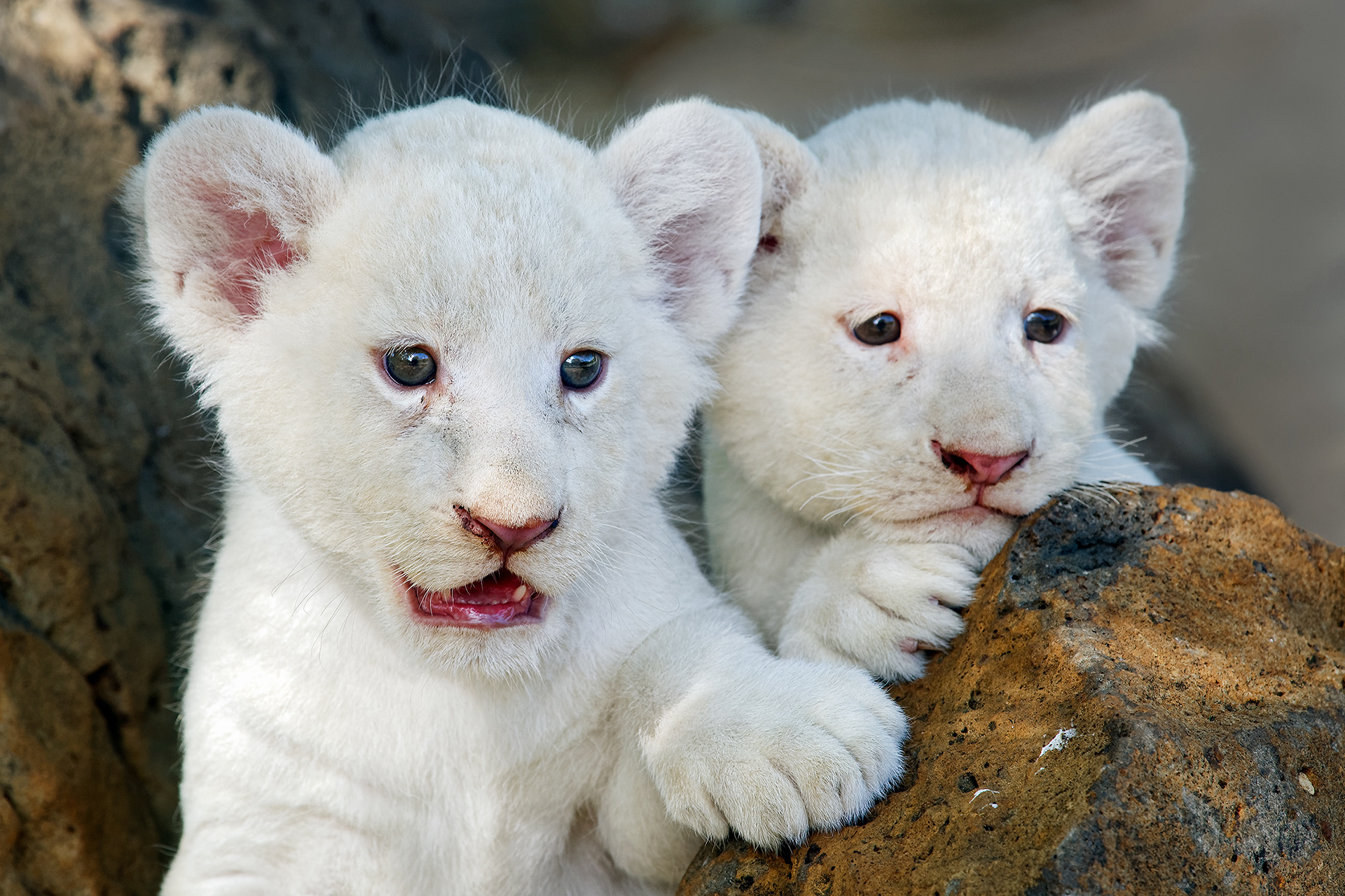 White lion cub - Panthera leo