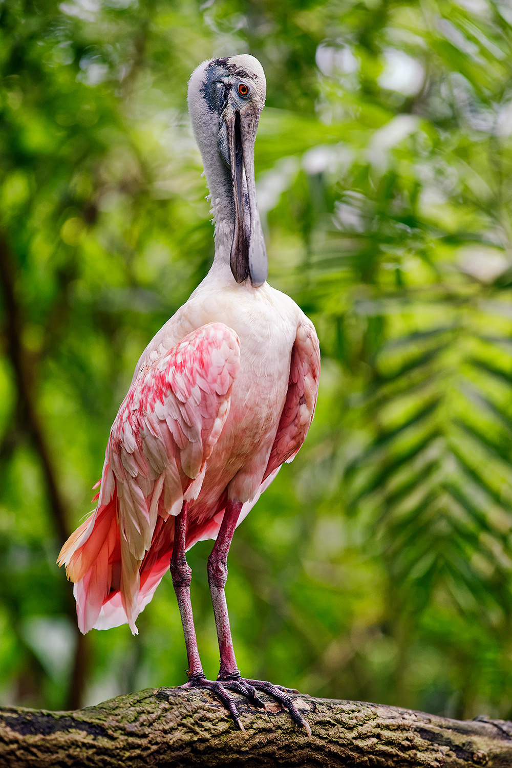 Roseate spoonbill - Platalea ajaja