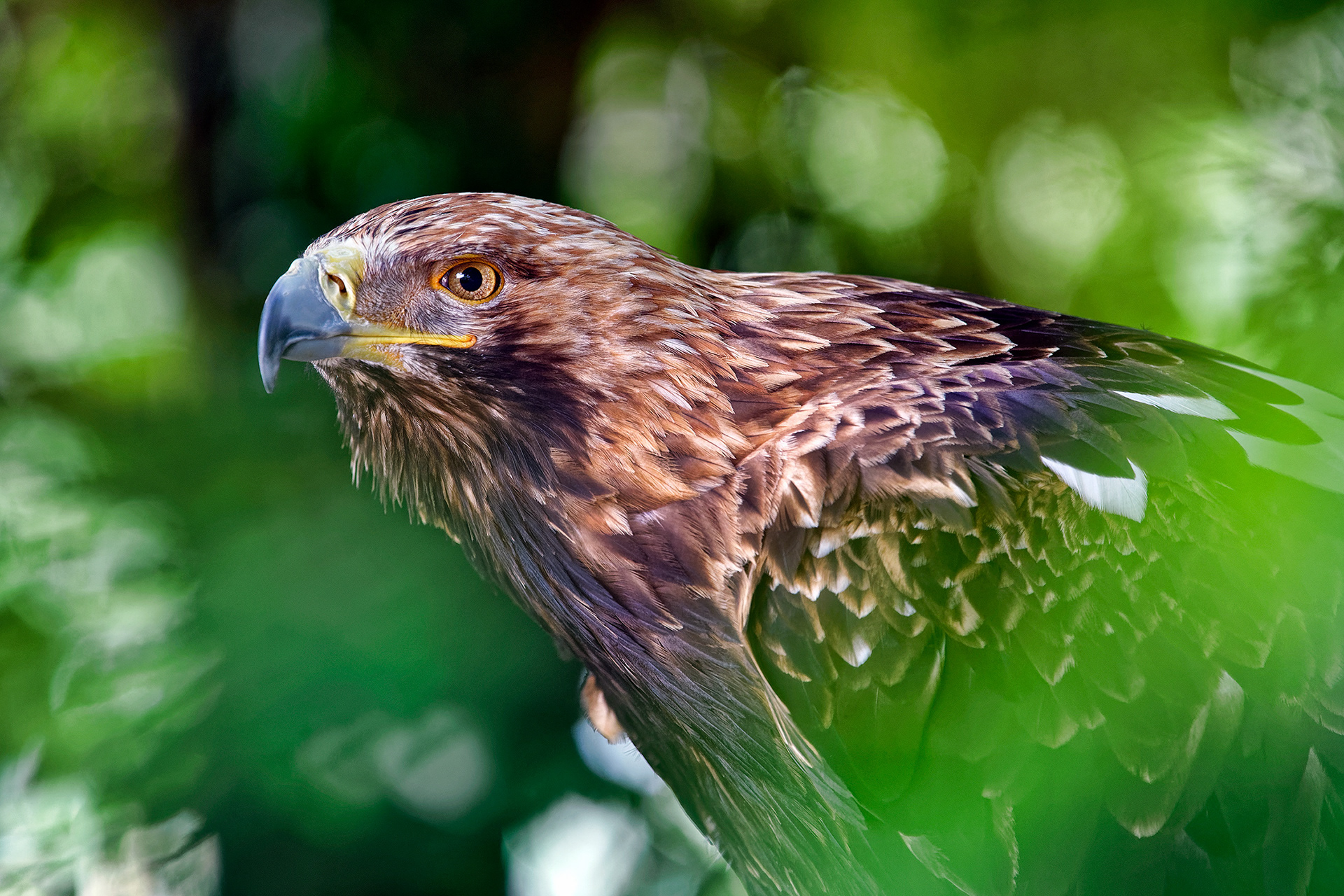 Eastern imperial eagle - Aquila heliaca