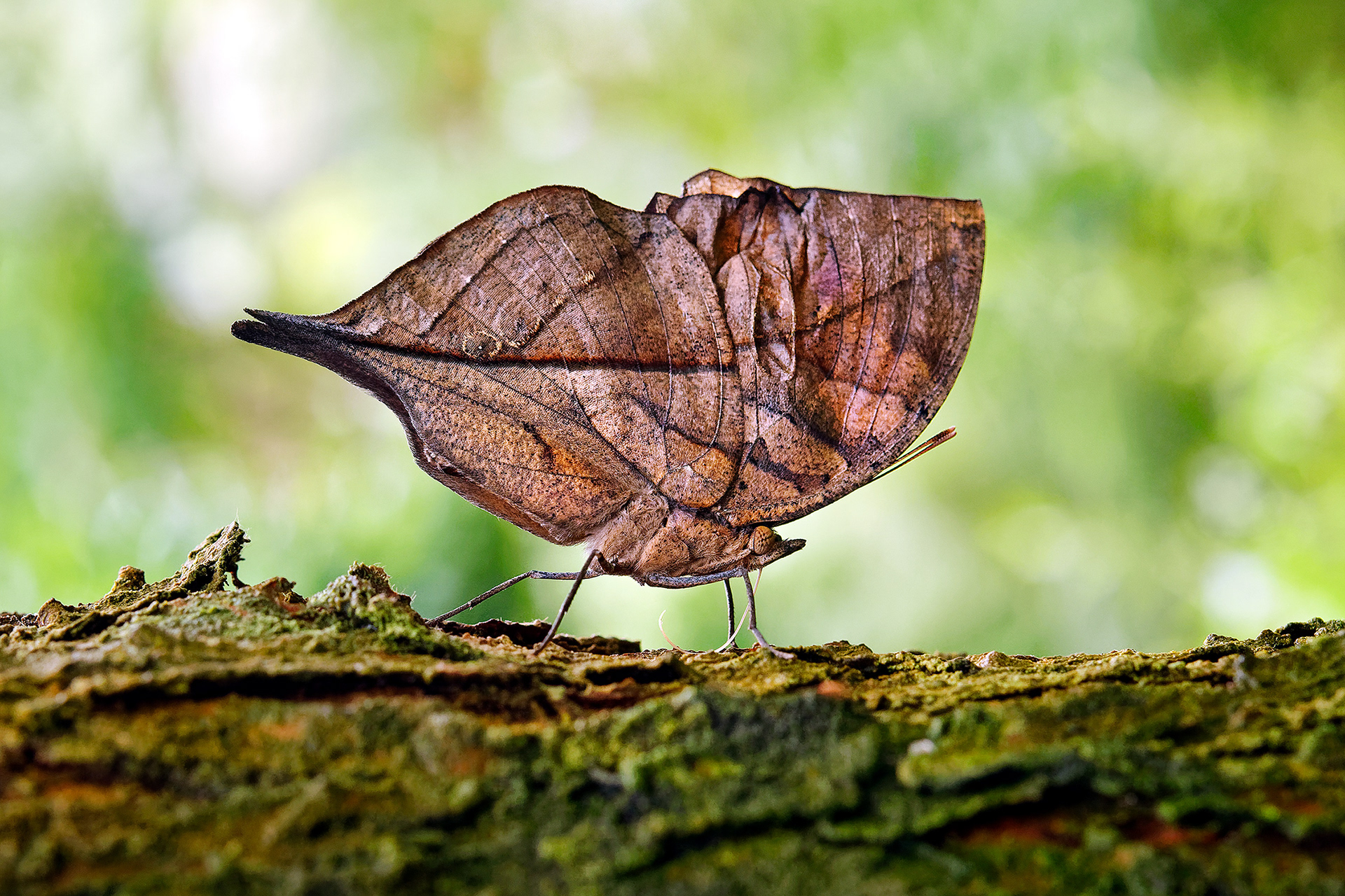 Dead leaf butterfly - Kallima inachus