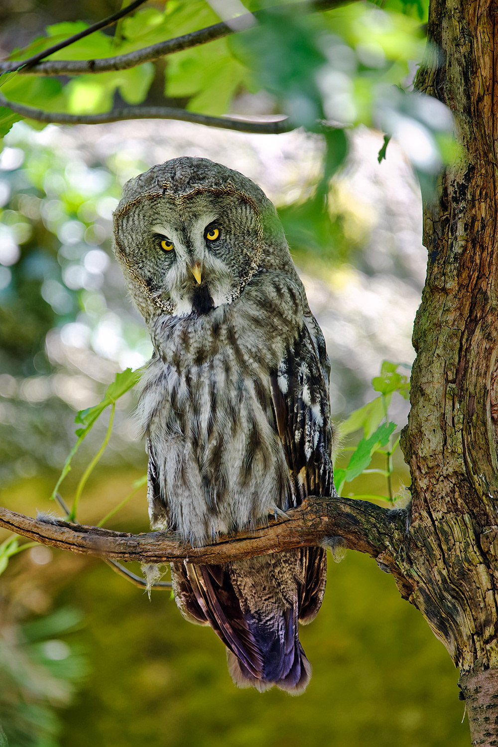 Great grey owl - Strix nebulosa