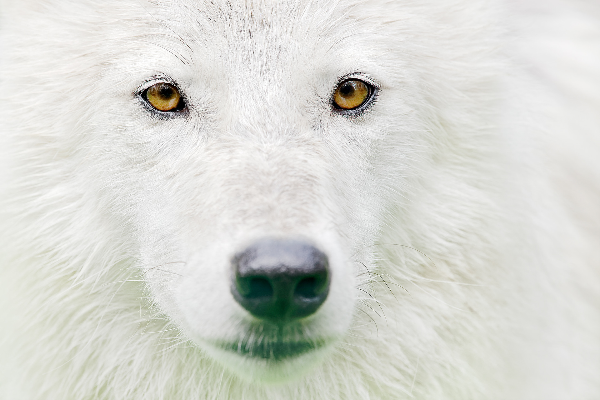 Arctic wolf - Canis lupus arctos