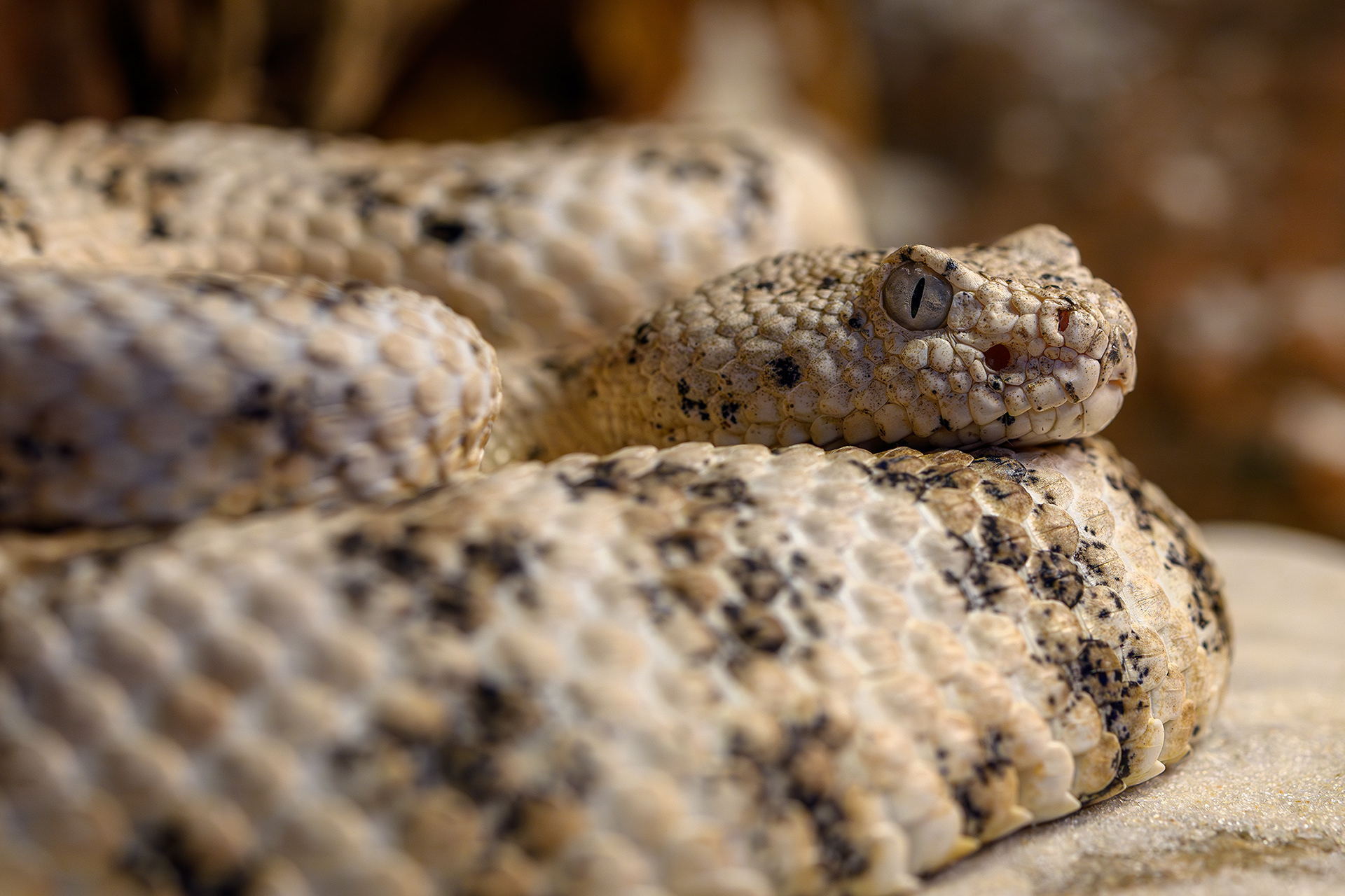 Speckled Rattlesnake - Crotalus pyrrhus