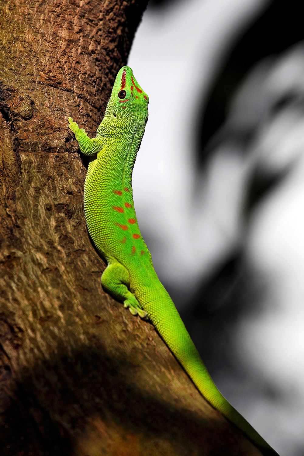 Madagascar giant day gecko -  Phelsuma grandis