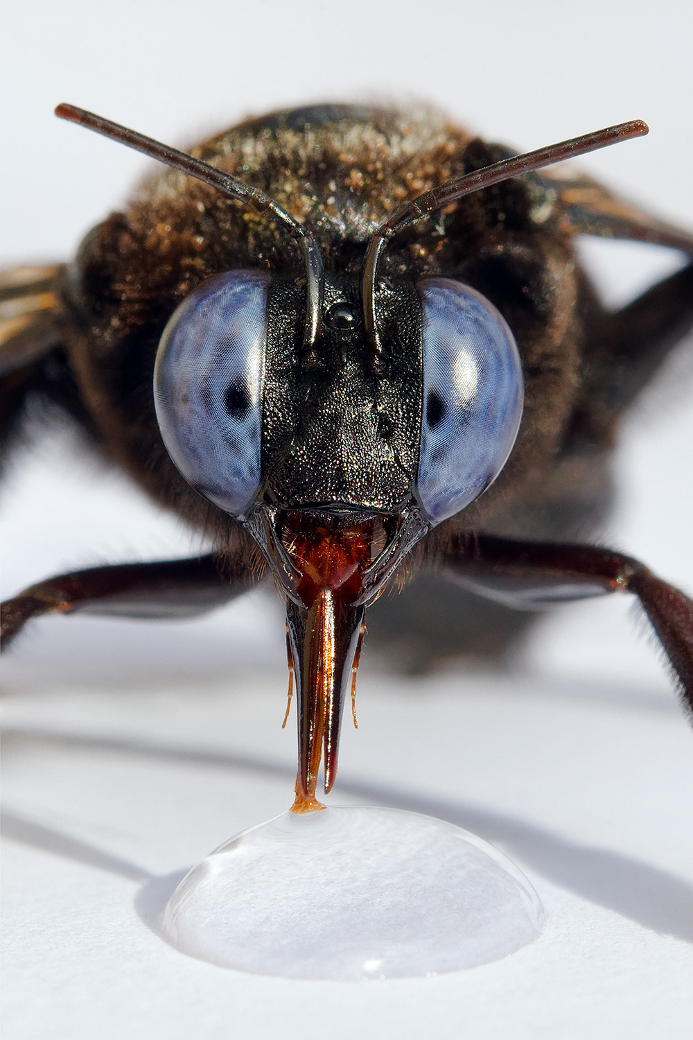Carpenter bee - Xylocopa fenestrata