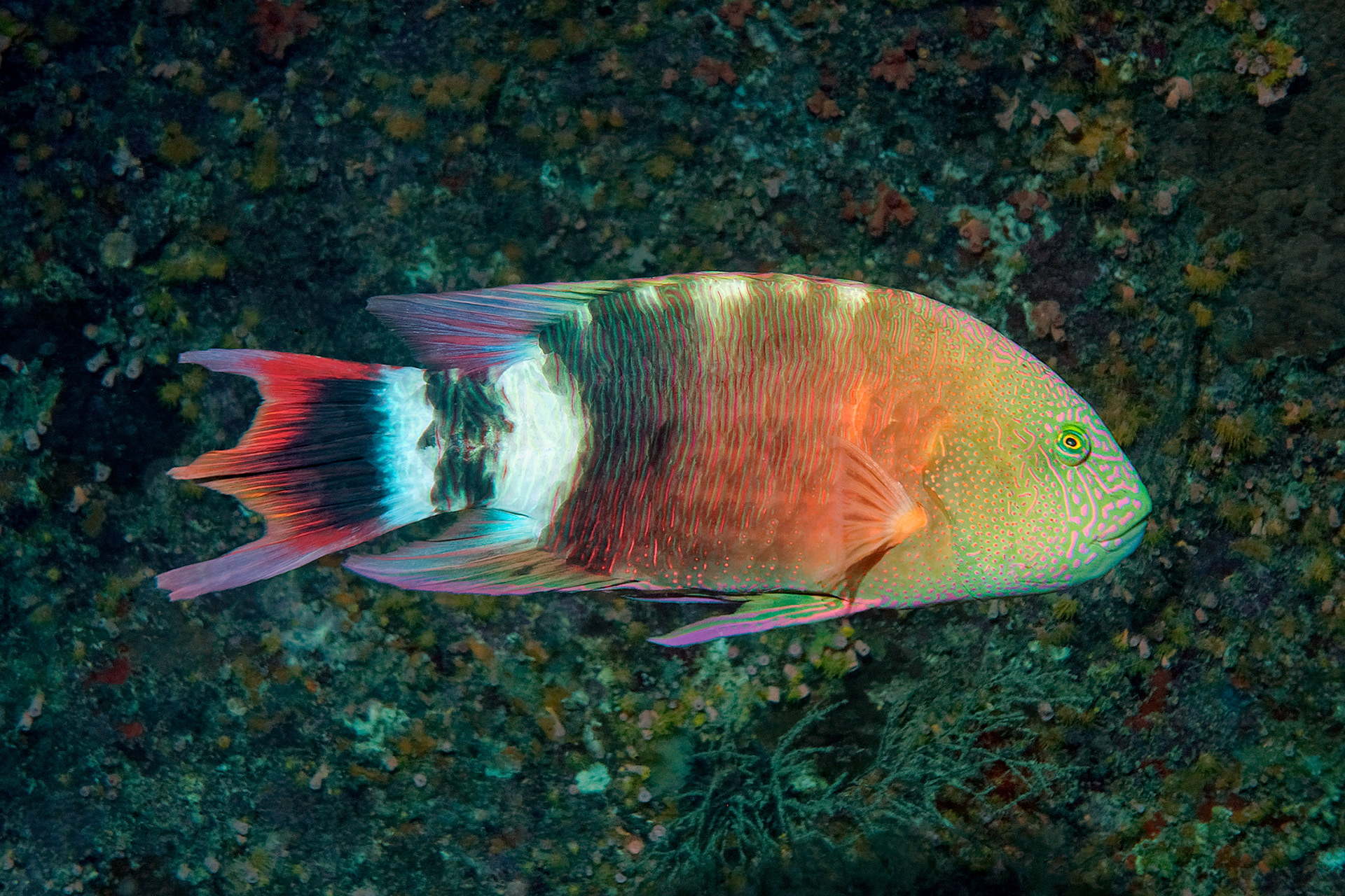 Tripletail wrasse - Cheilinus trilobatus