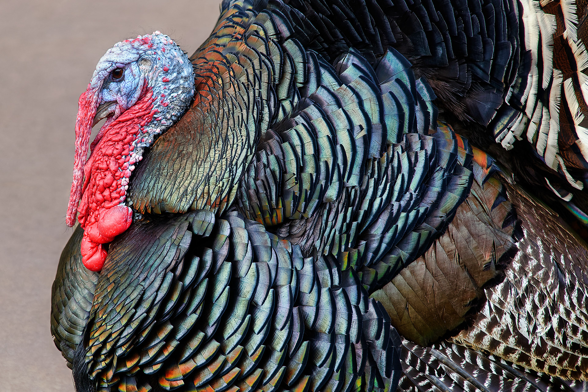 Wild turkey (male) - Meleagris gallopavo
