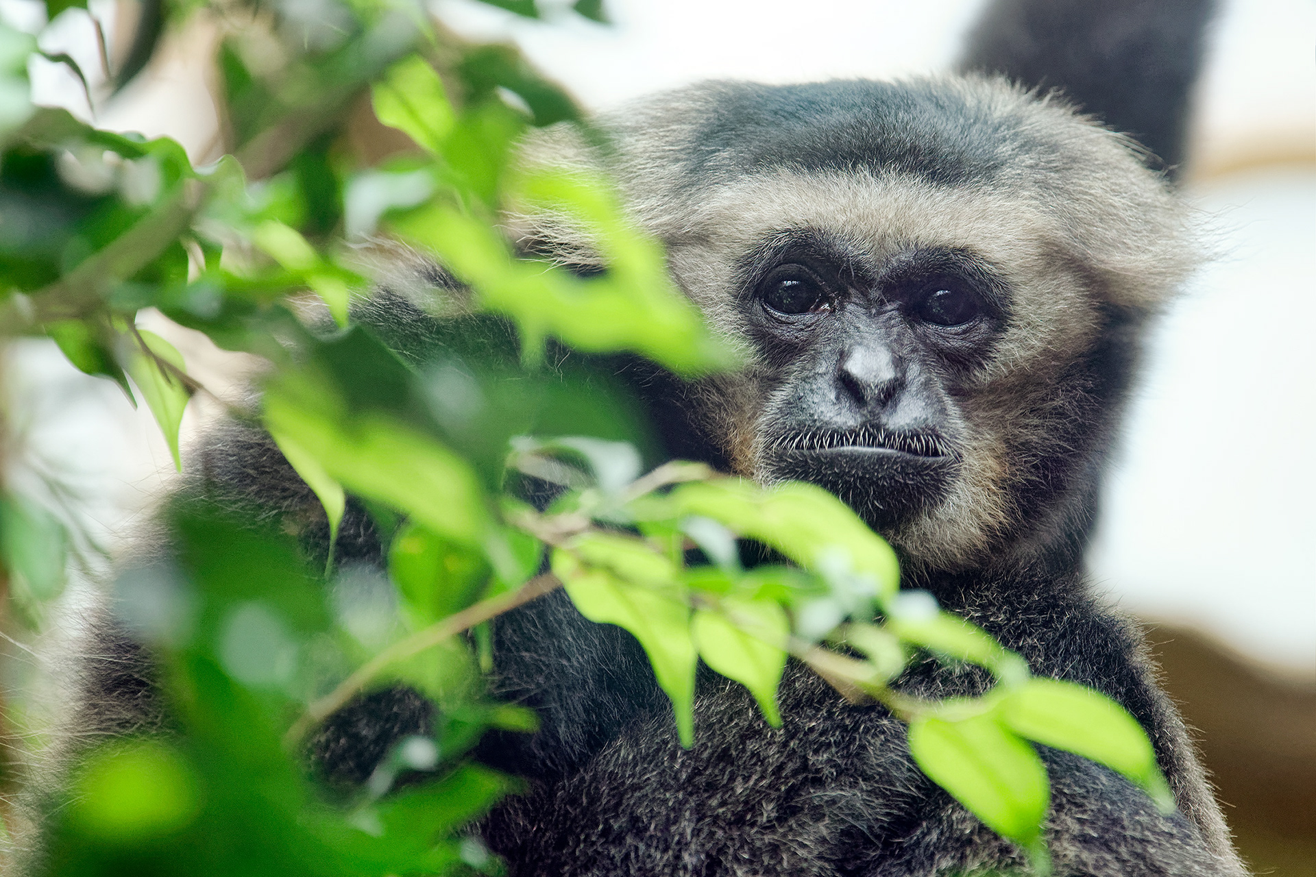 Pileated gibbon - Hylobates pileatus