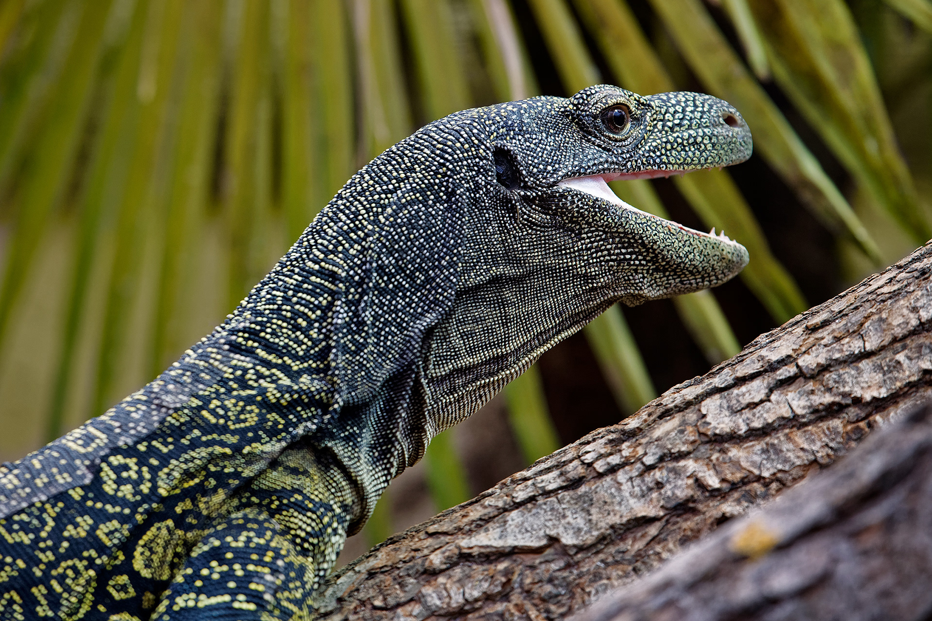 Crocodile monitor - Varanus salvadorii