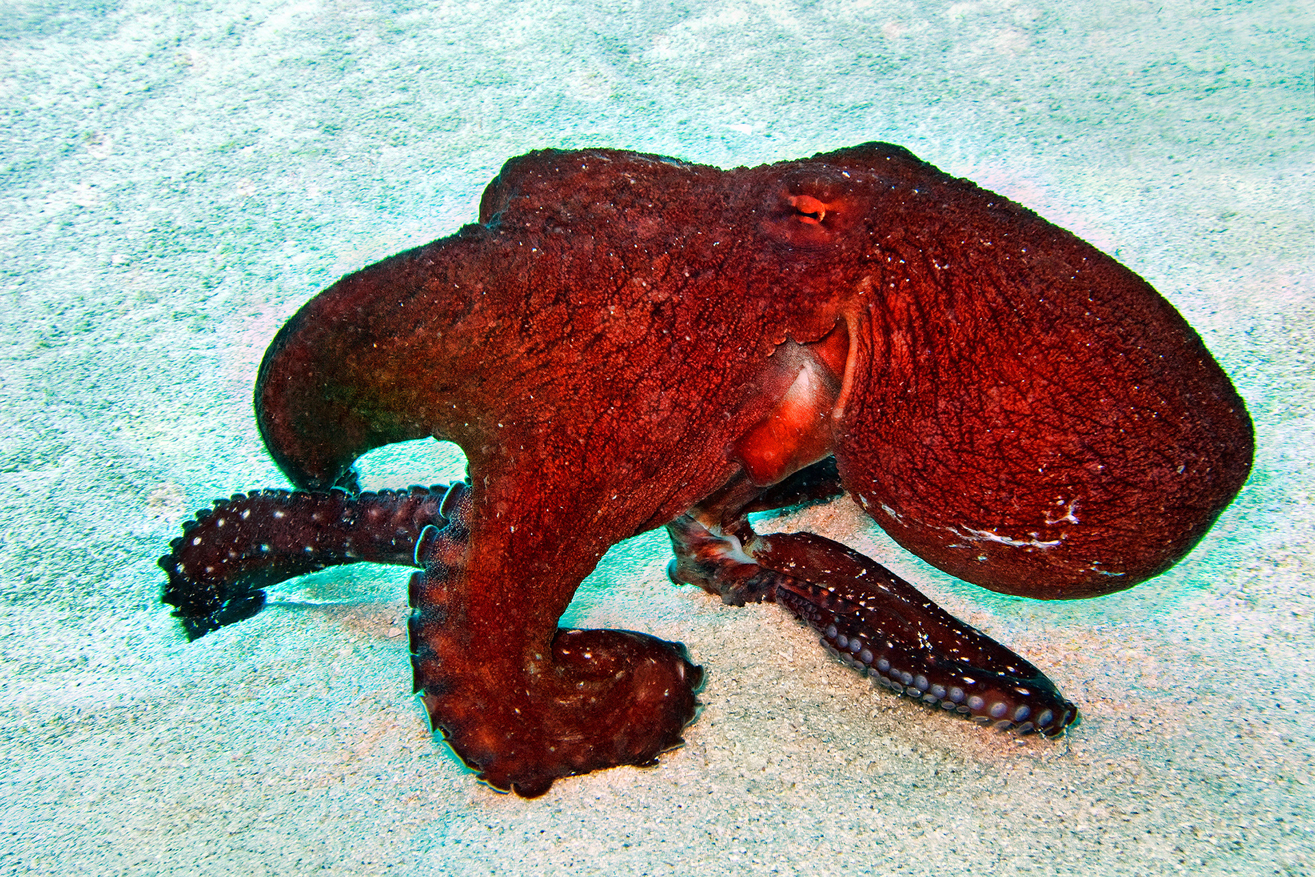 Day octopus - Octopus cyanea