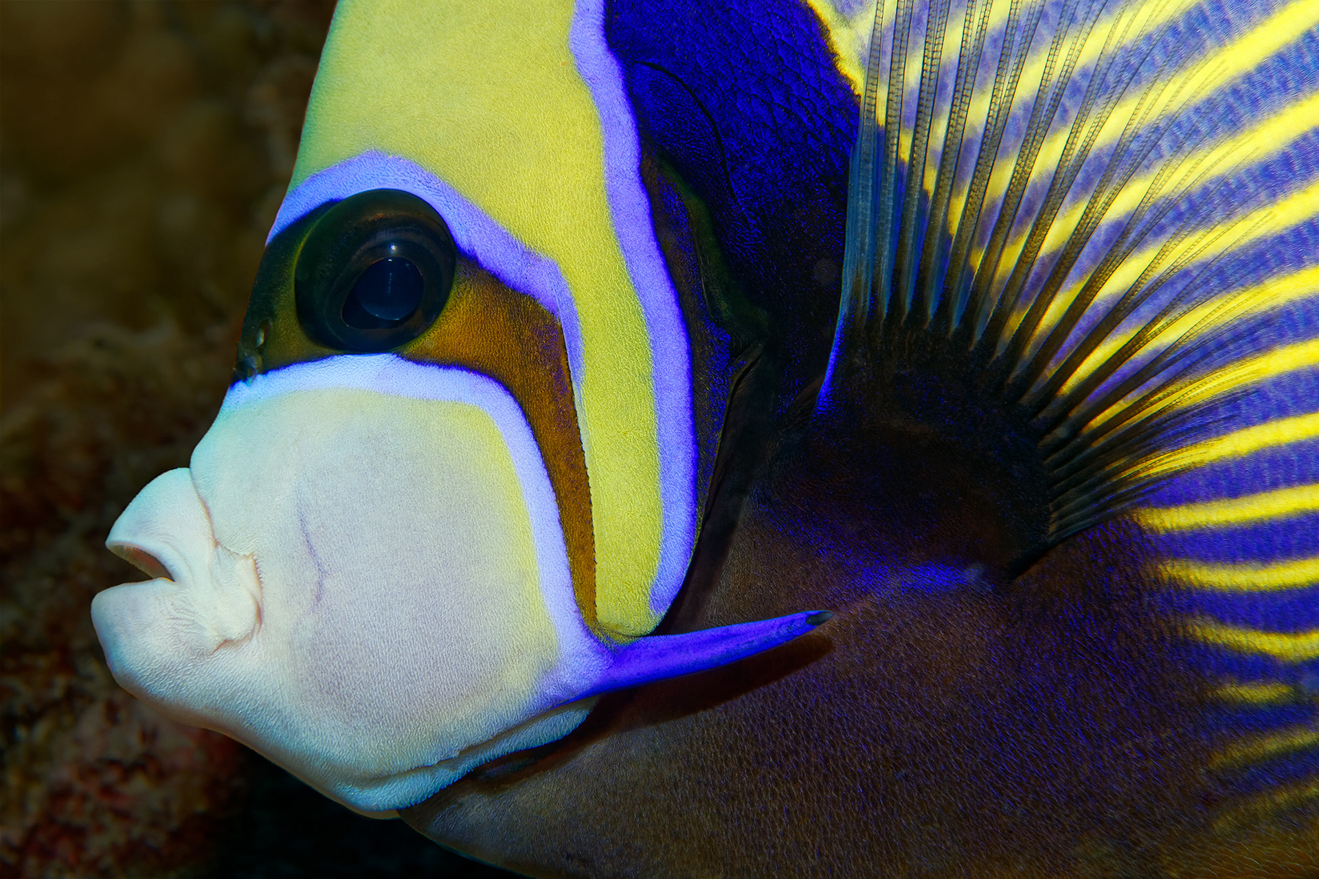 Emperor angelfish - Pomacanthus imperator