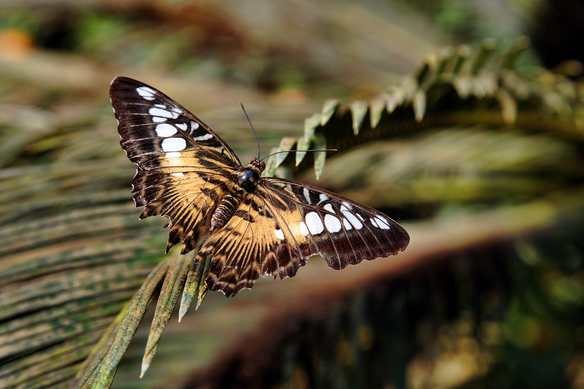 Clipper butterfly - Parthenos sylvia