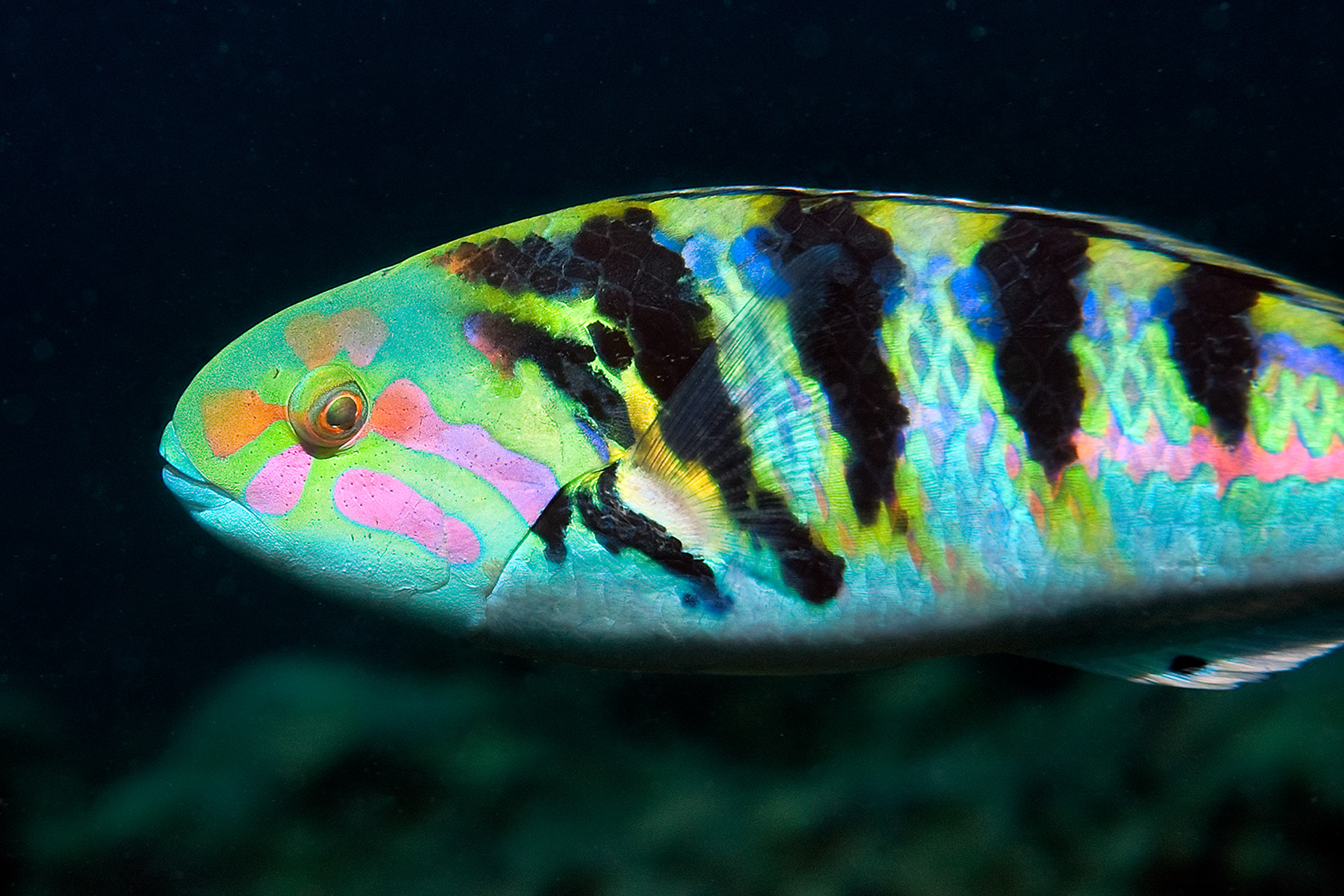 Sixbar wrasse - Thalassoma hardwicke