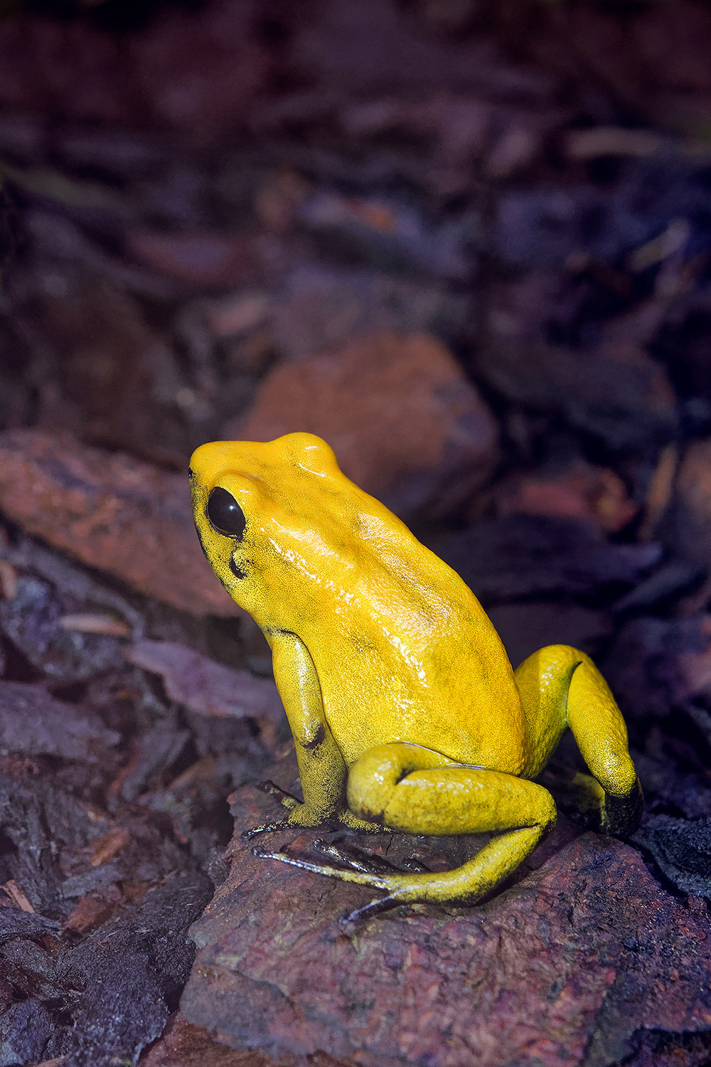Golden poison dart frog - Phyllobates terribilis