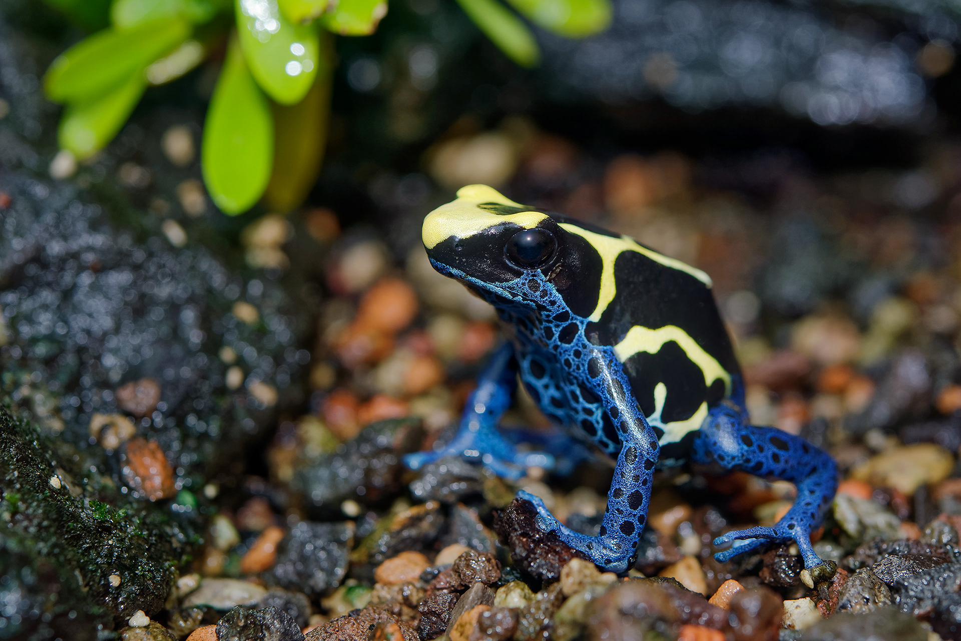 Dyeing poison dart frog - Dendrobates tinctorius