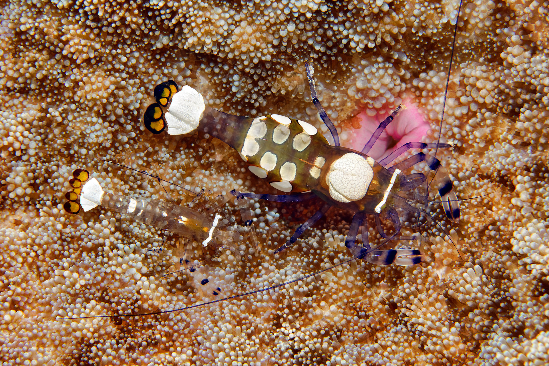 Glass Anemone Shrimp - Periclimenes brevicarpalis