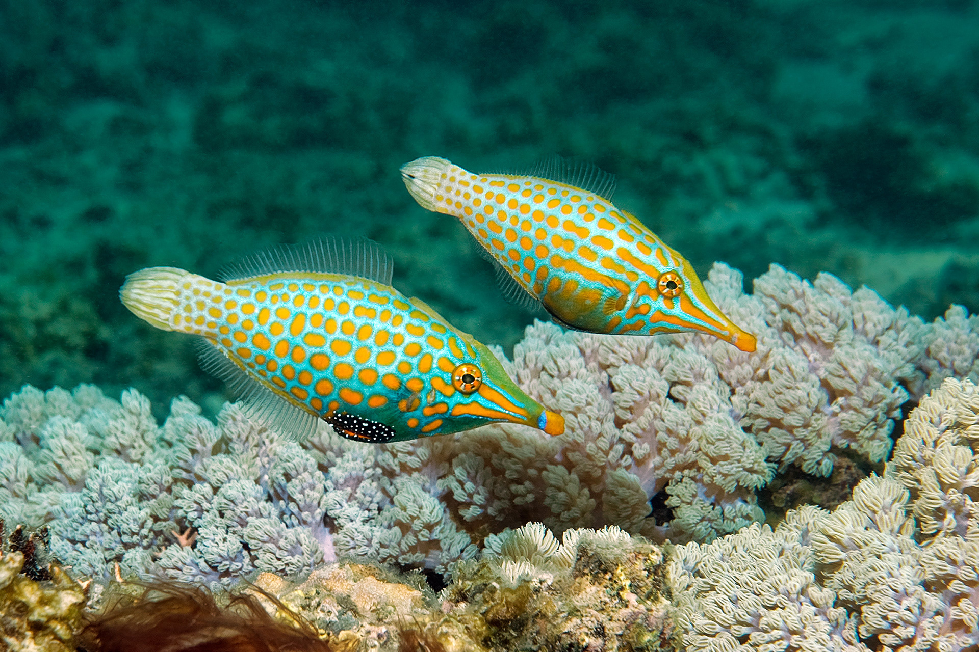 Harlequin filefish - Oxymonacanthus longirostris