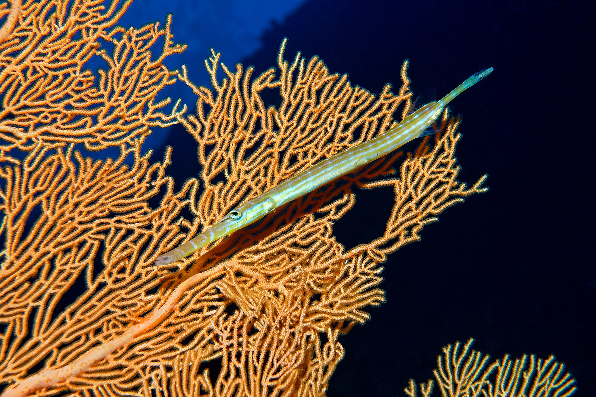Trumpetfish - Aulostomus chinensis