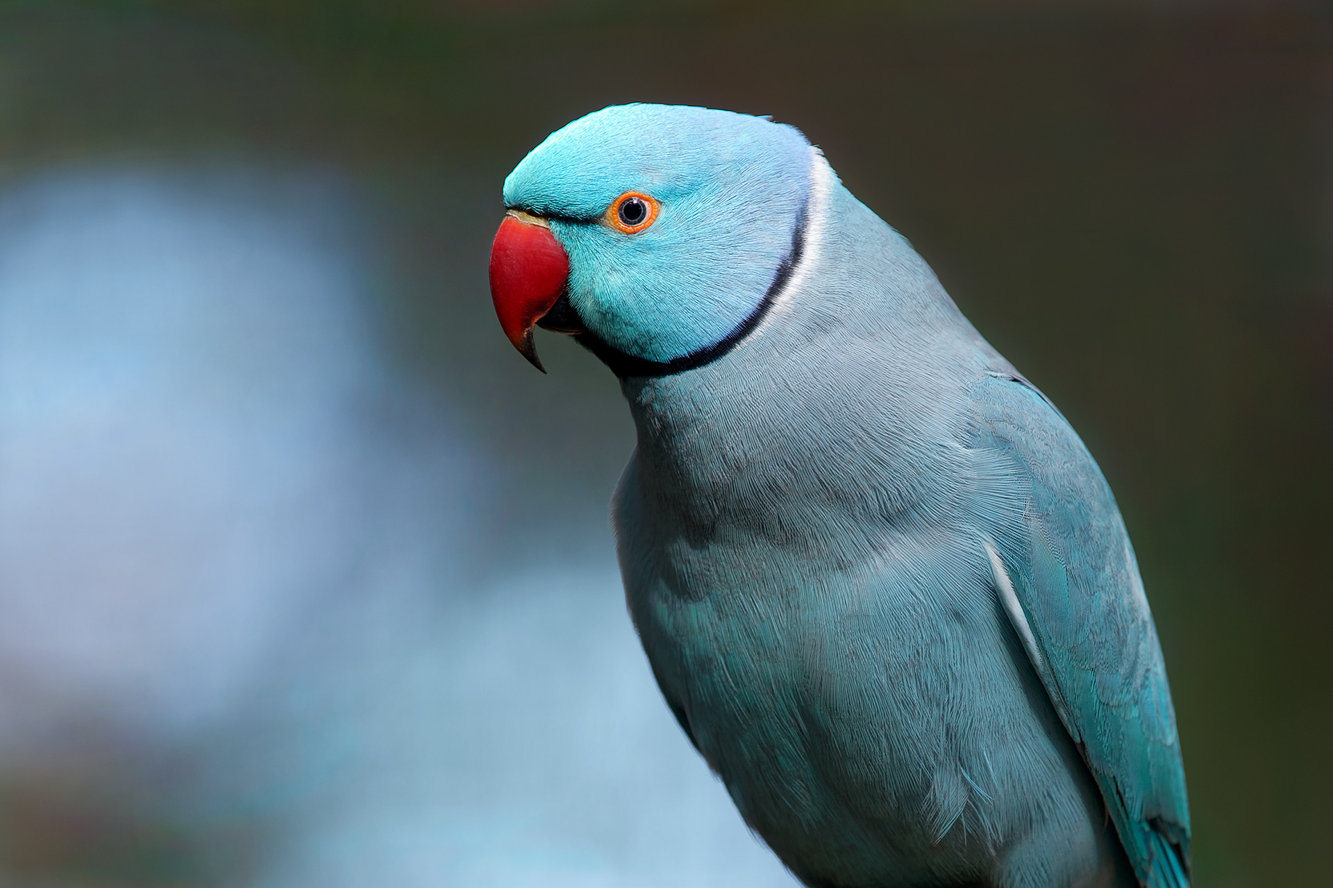 Indian ringneck parakeet (blue morph) - Psittacula krameri