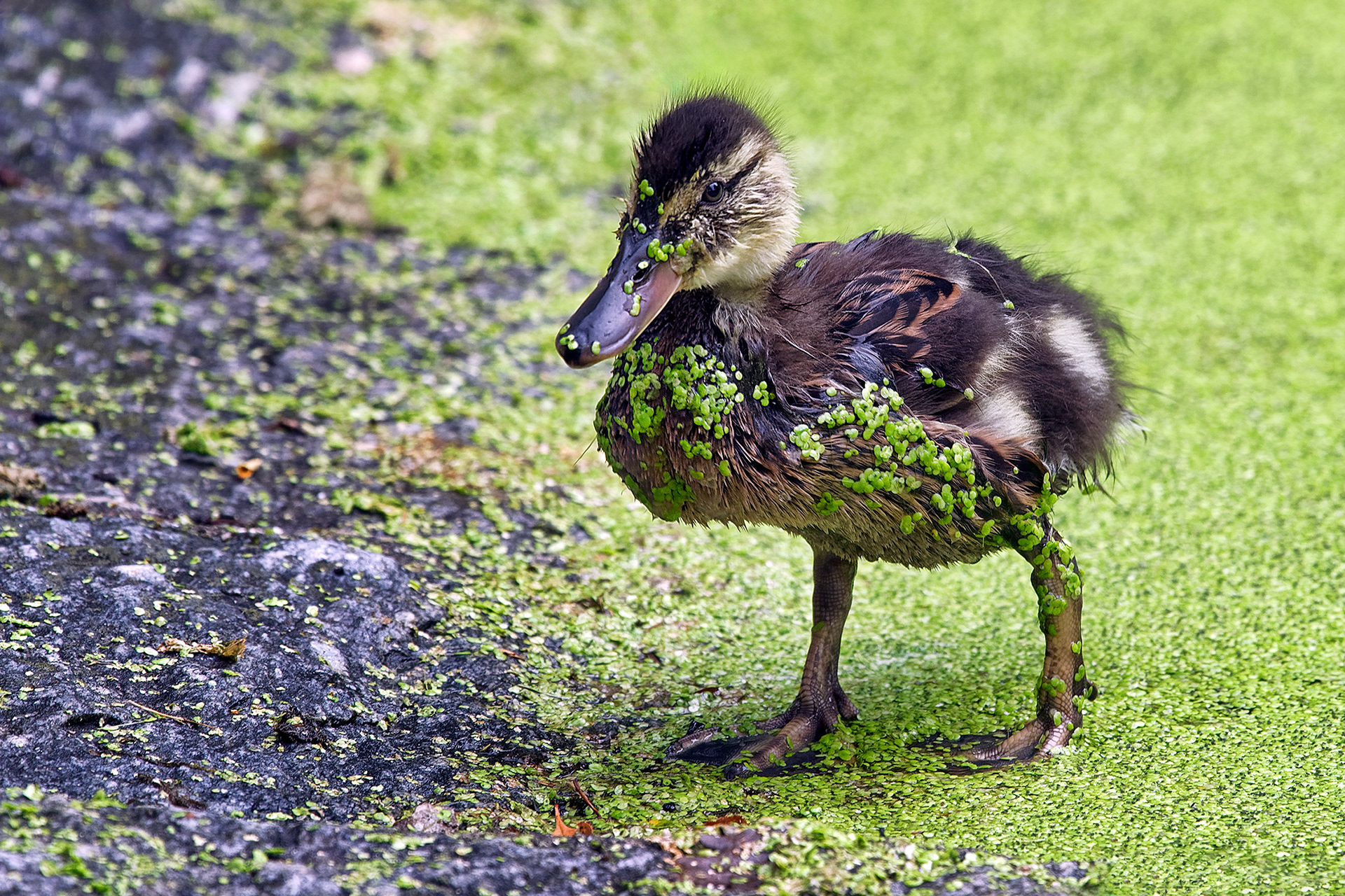 Gadwall - Mareca strepera