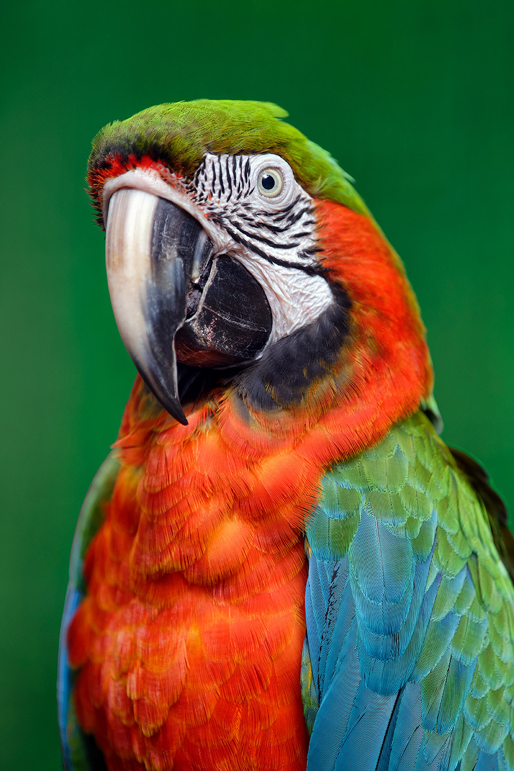 Harlequin macaw (hybrid macaw) - Ara ararauna x Ara chloropterus