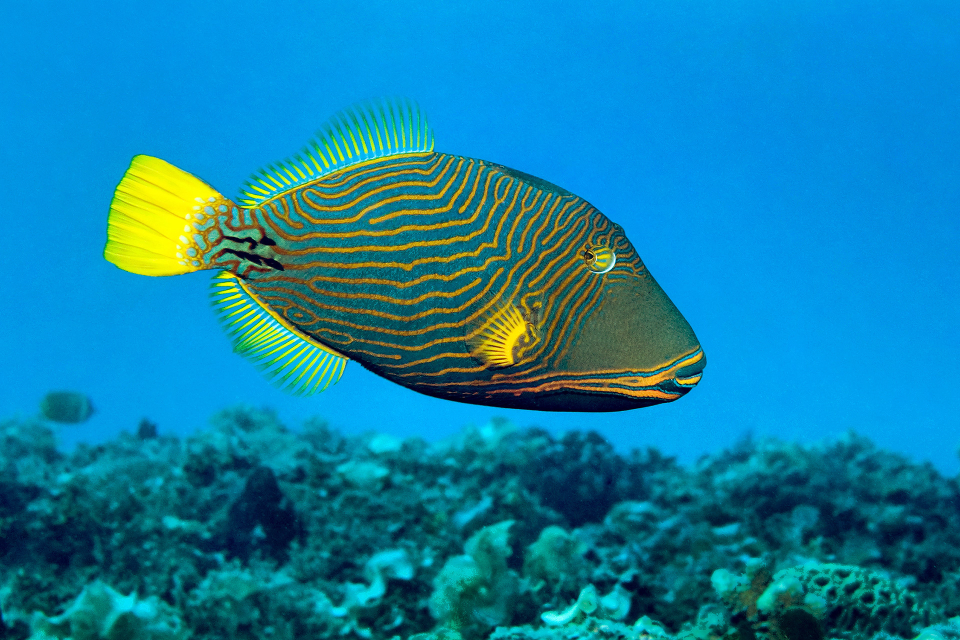 Orange-lined triggerfish - Balistapus undulatus