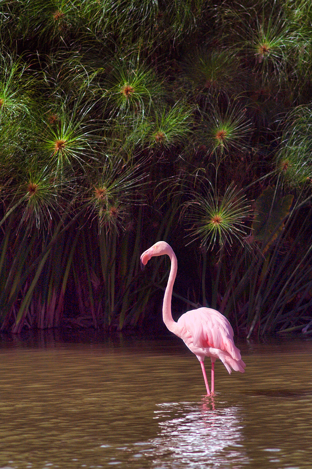 Greater flamingo - Phoenicopterus roseus