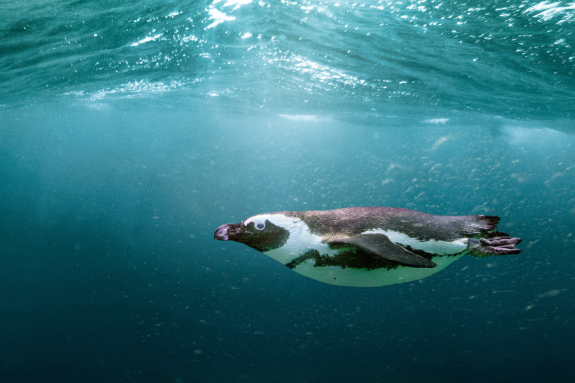 African penguin - Spheniscus demersus