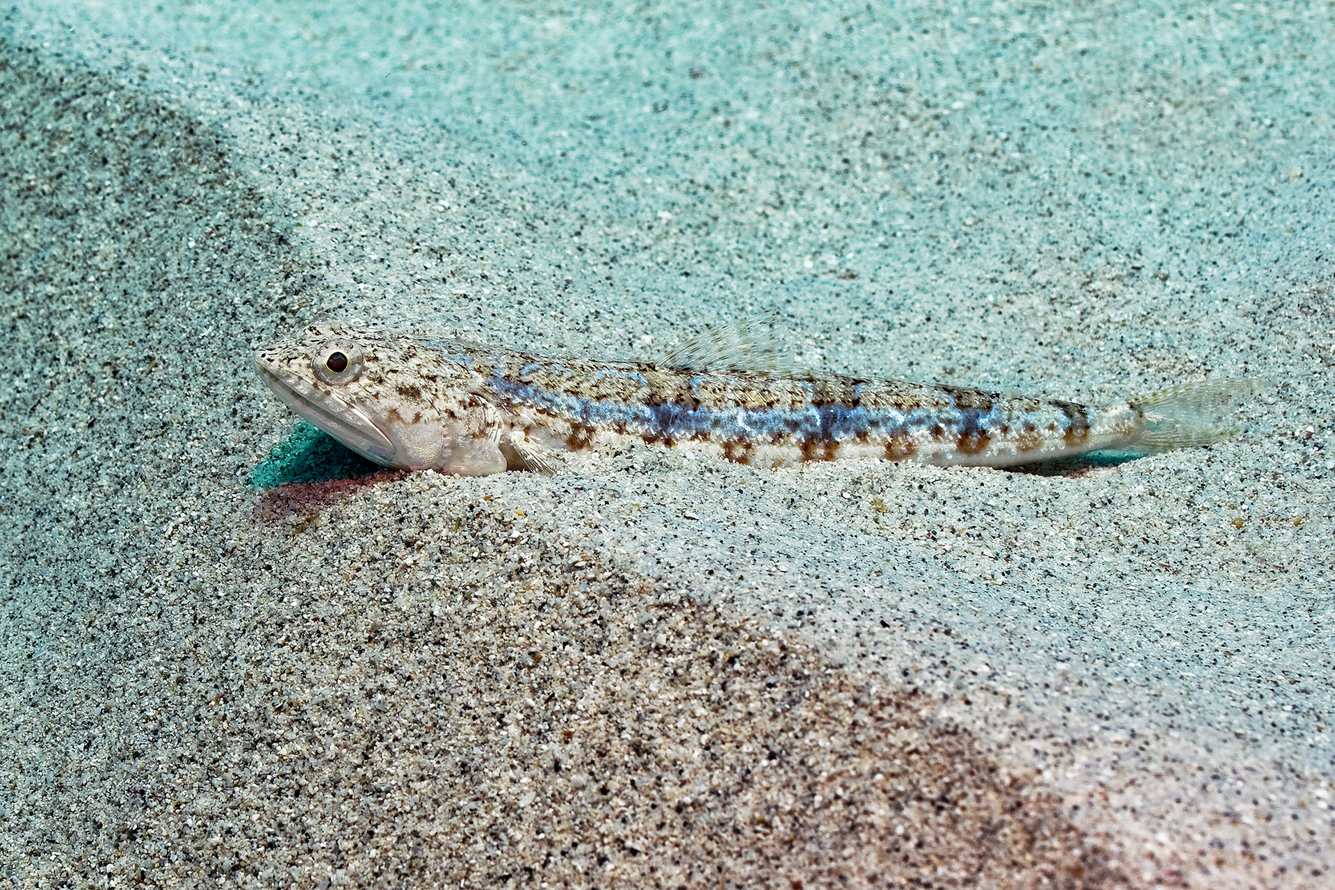 Sand lizardfish - Synodus dermatogenys