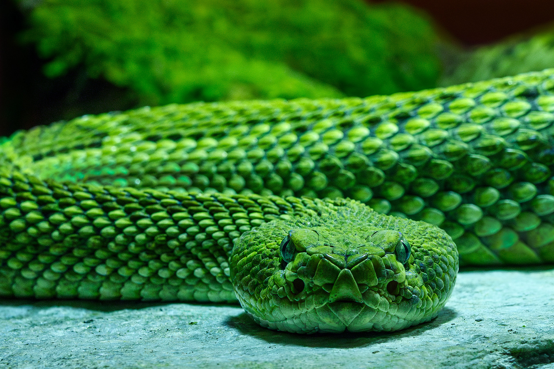 Mexican west coast rattlesnake - Crotalus basiliscus
