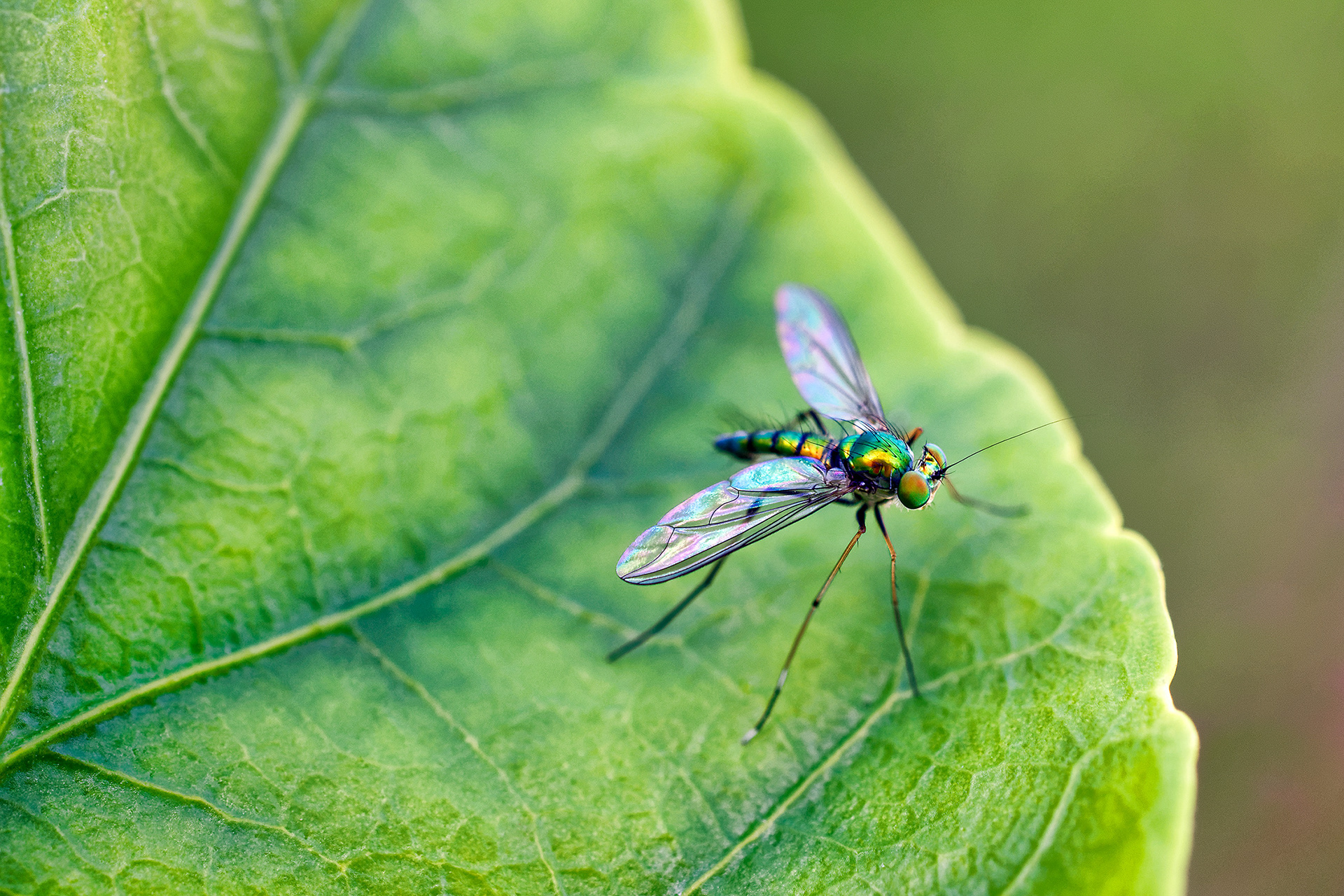 Long-legged fly (unknow species)