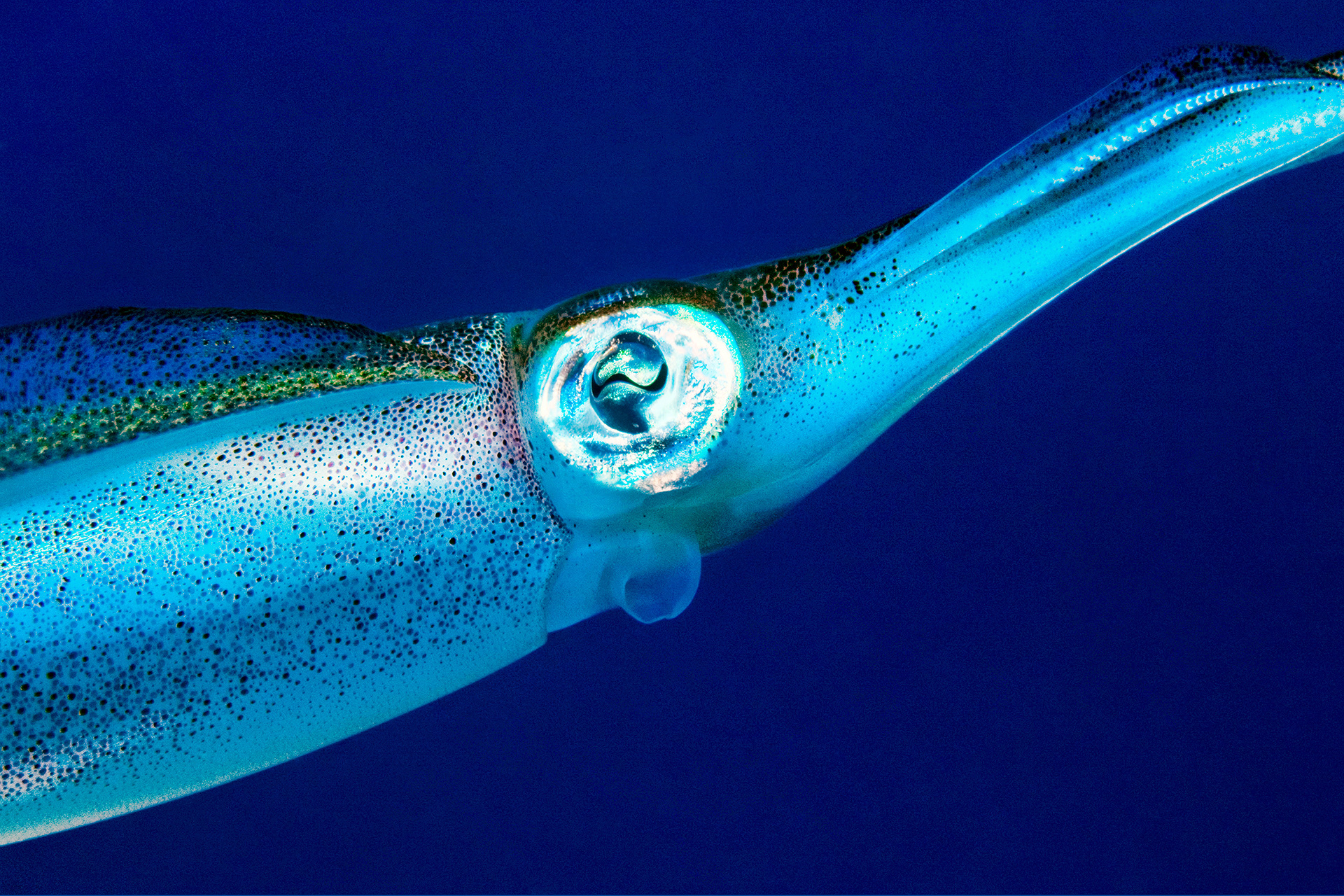 Bigfin reef squid - Sepioteuthis lessoniana