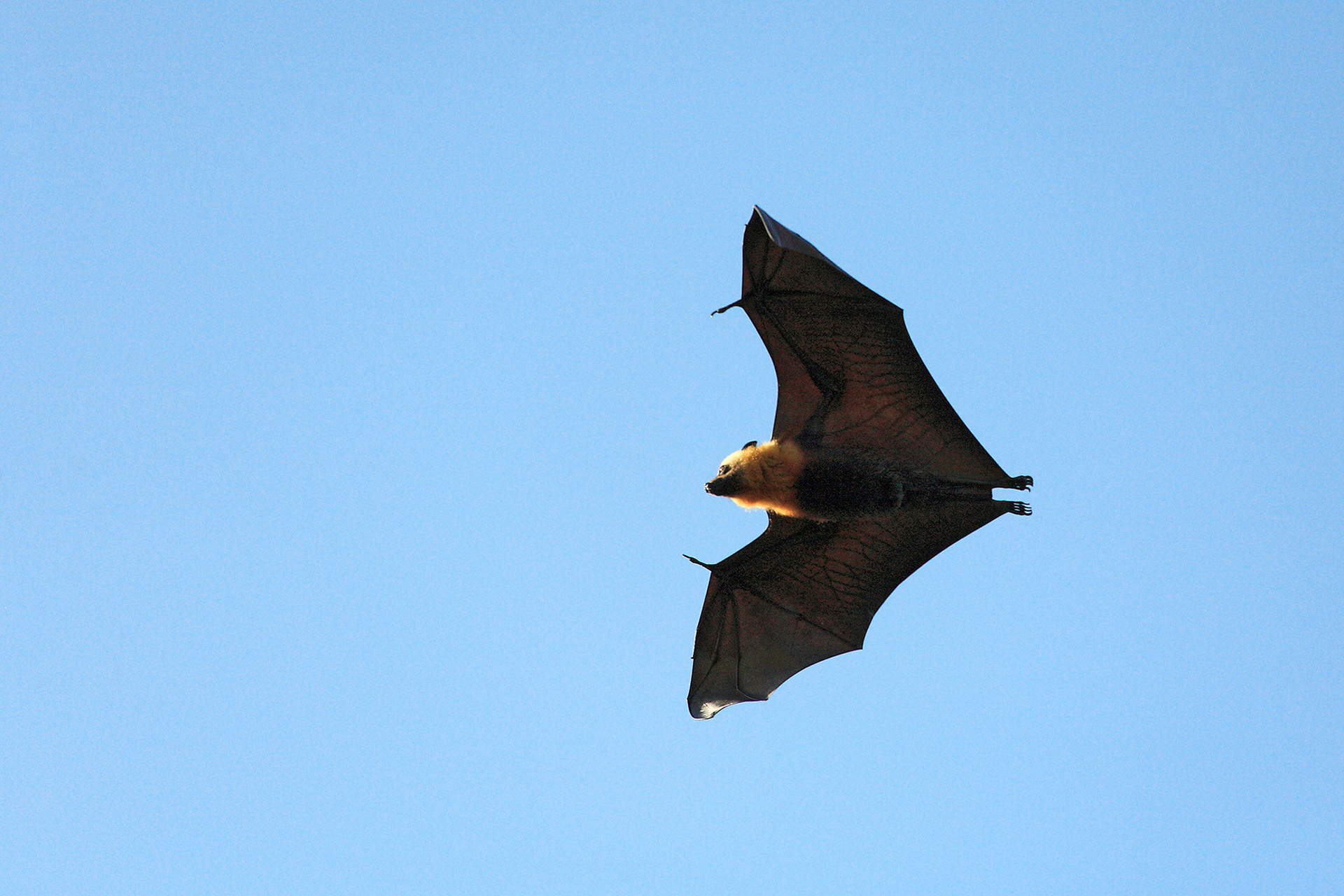 Seychelles fruit bat - Pteropus seychellensis