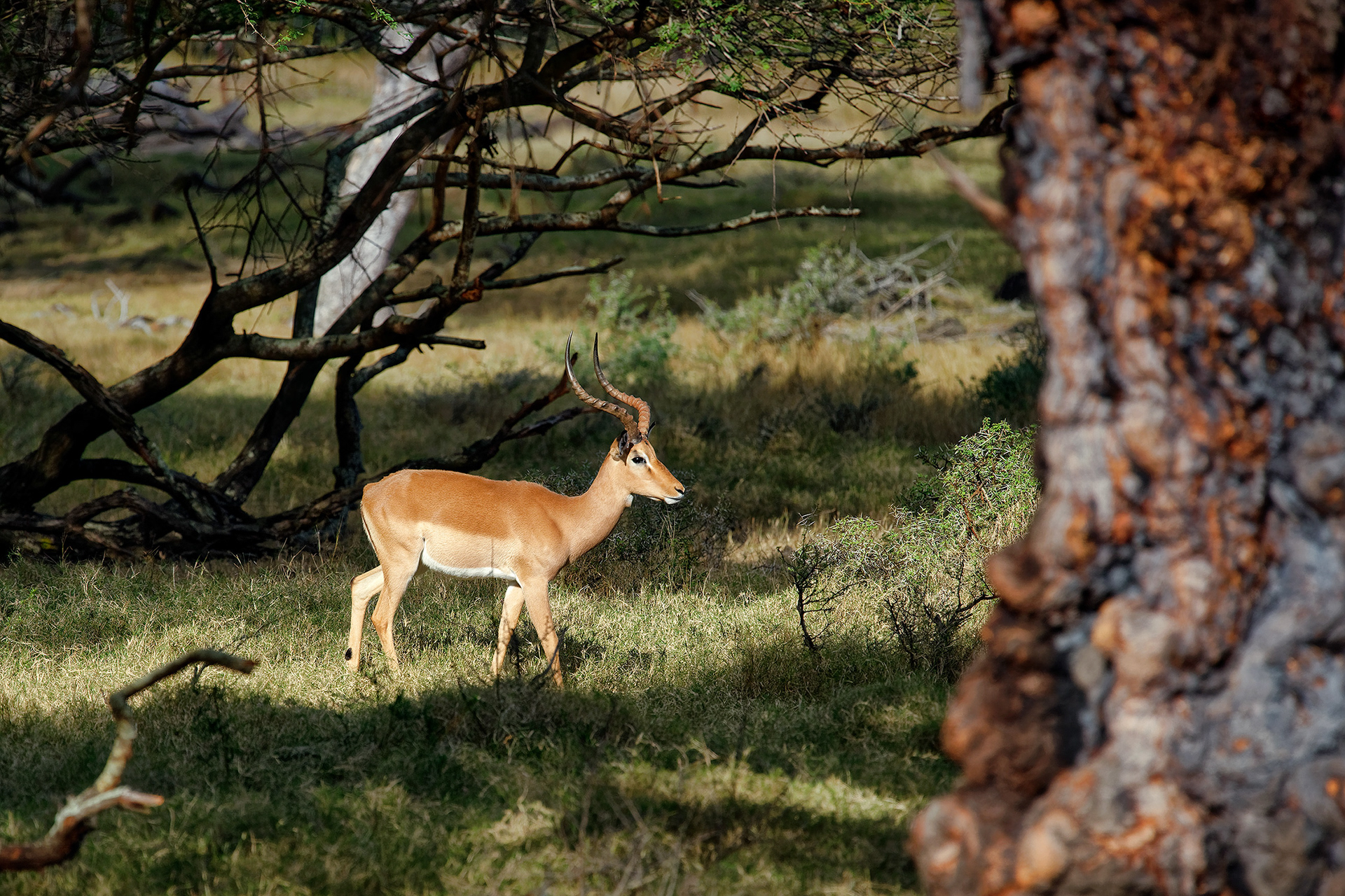 Male impala - Aepyceros melampus