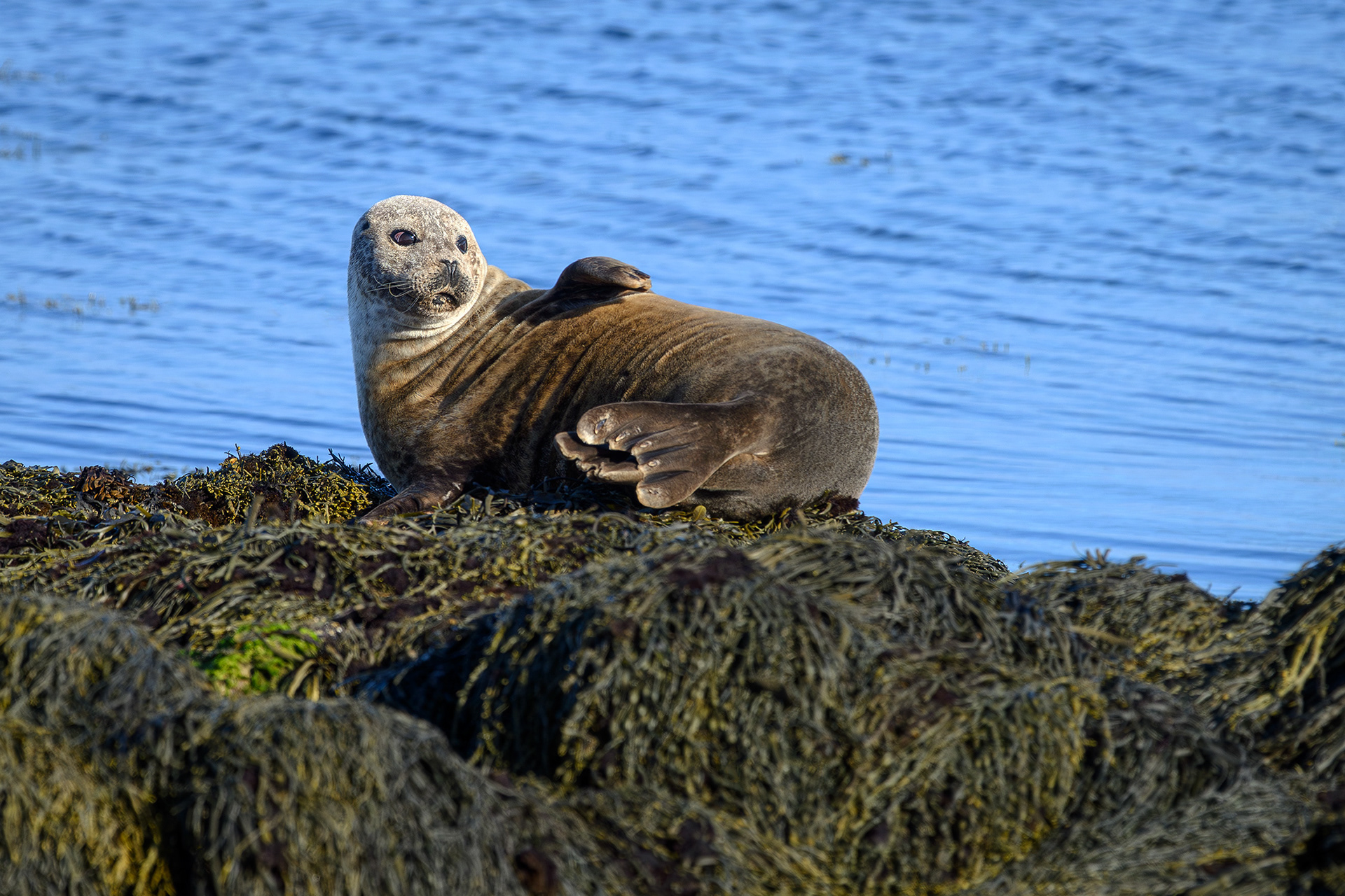 Harbour seal - Phoca vitulina
