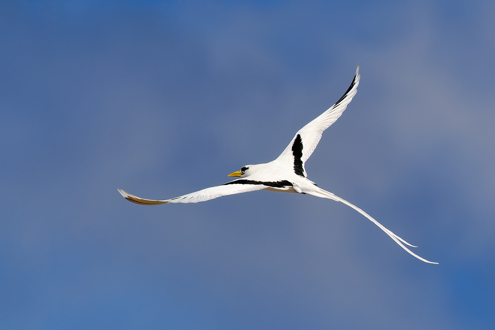White-tailed tropicbird - Phaethon lepturus
