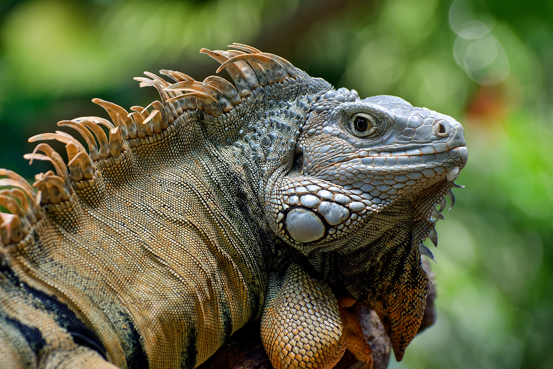 Green iguana - Iguana iguana
