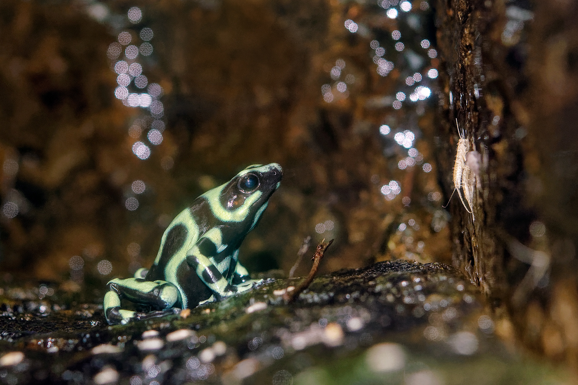 Green-and-black poison dart frog - Dendrobates auratus