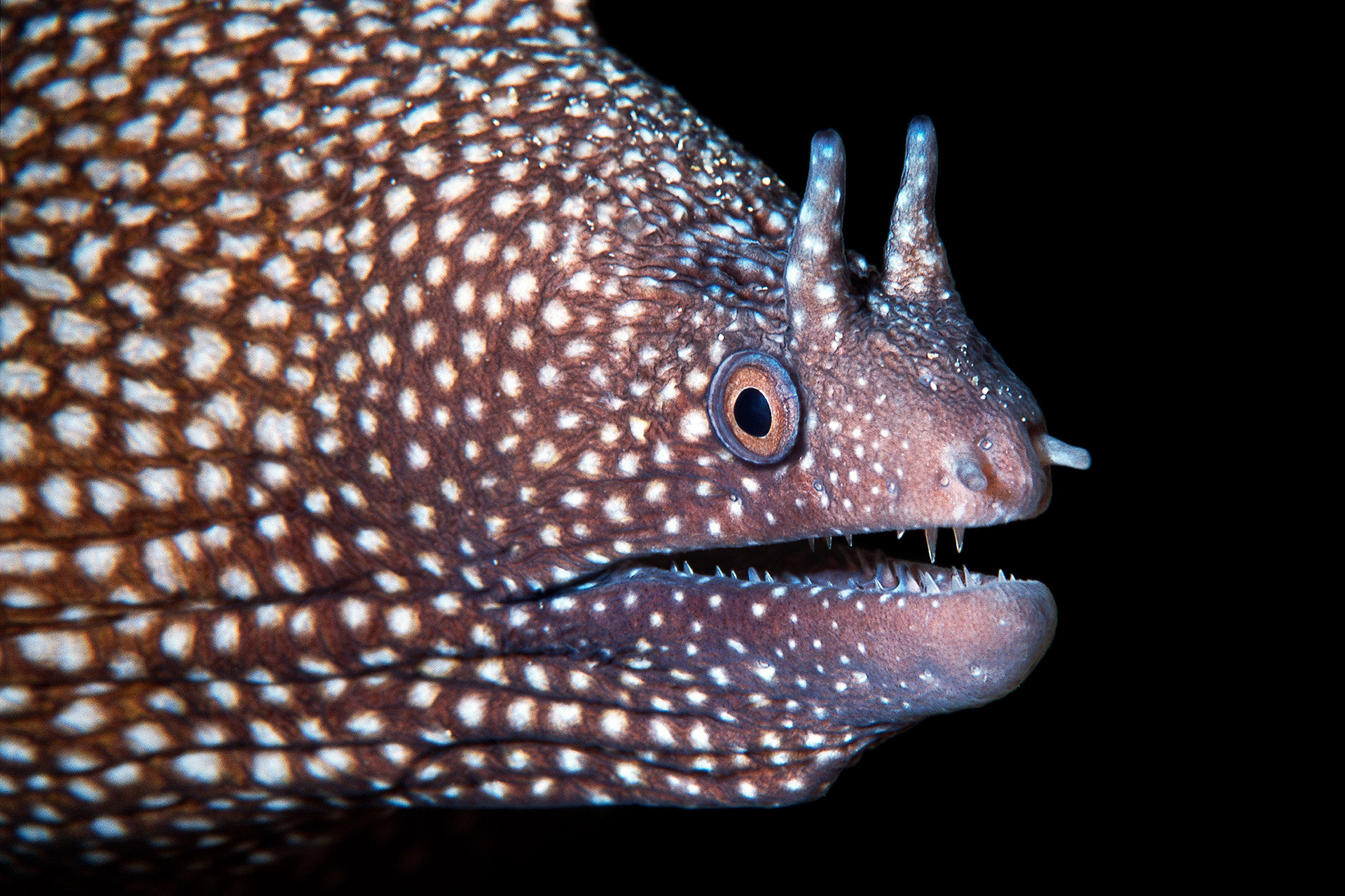 Whitespot moray eel - Muraena pavonina