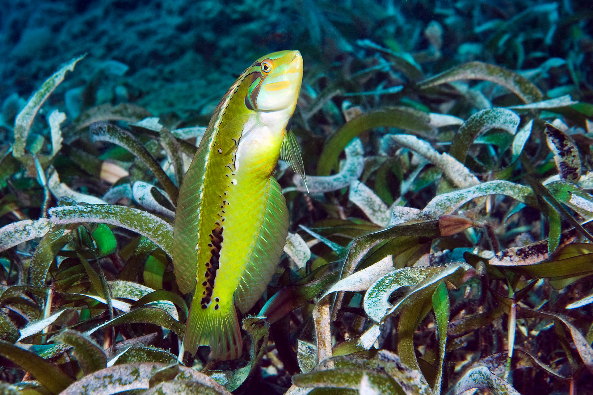 Seagrass wrasse - Novaculichthys macrolepidotus