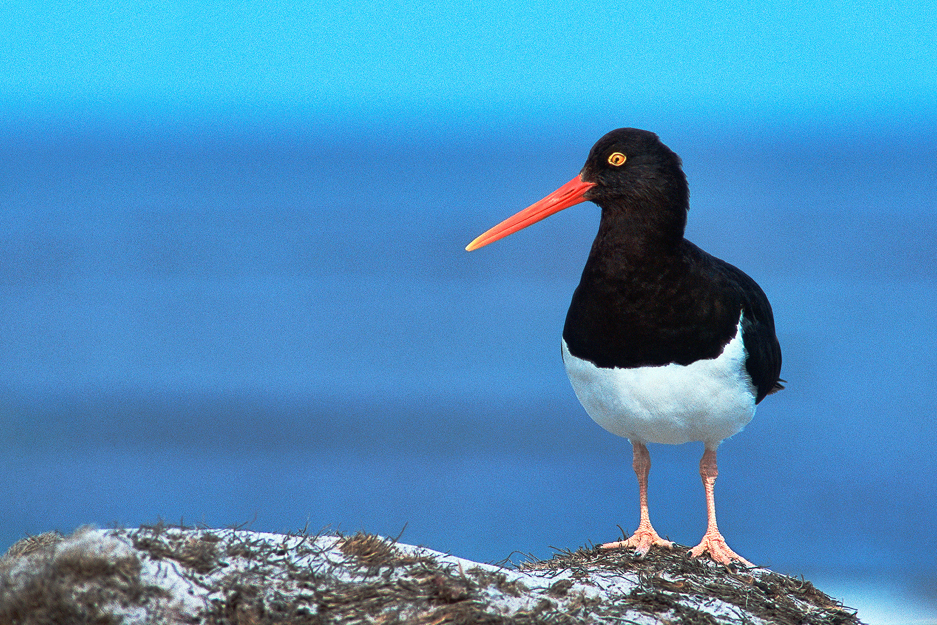 Magellanic oystercatcher - Haematopus leucopodus