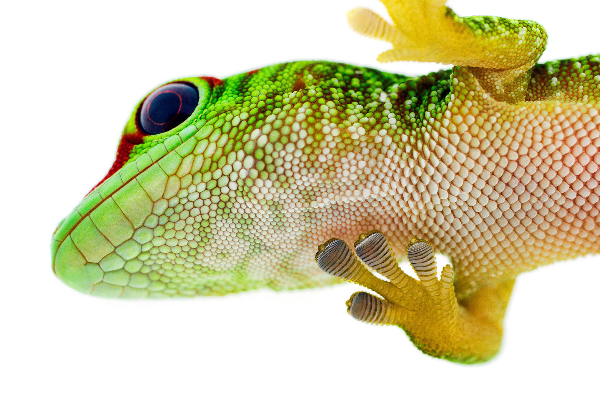 Madagascar giant day gecko -  Phelsuma grandis