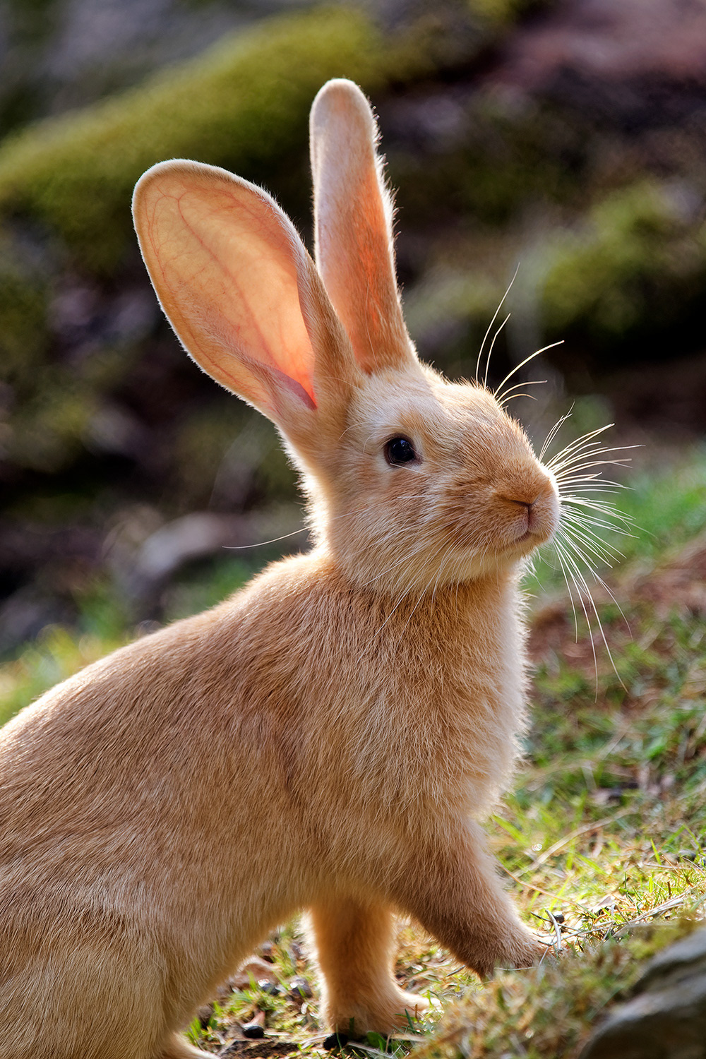 Flemish giant rabbit - Oryctolagus cuniculus domesticus