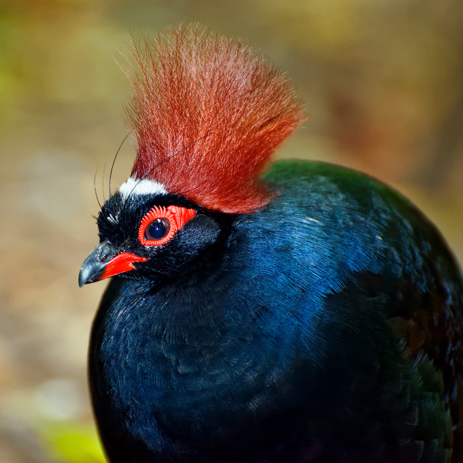 Crested partridge (male) - Rollulus rouloul