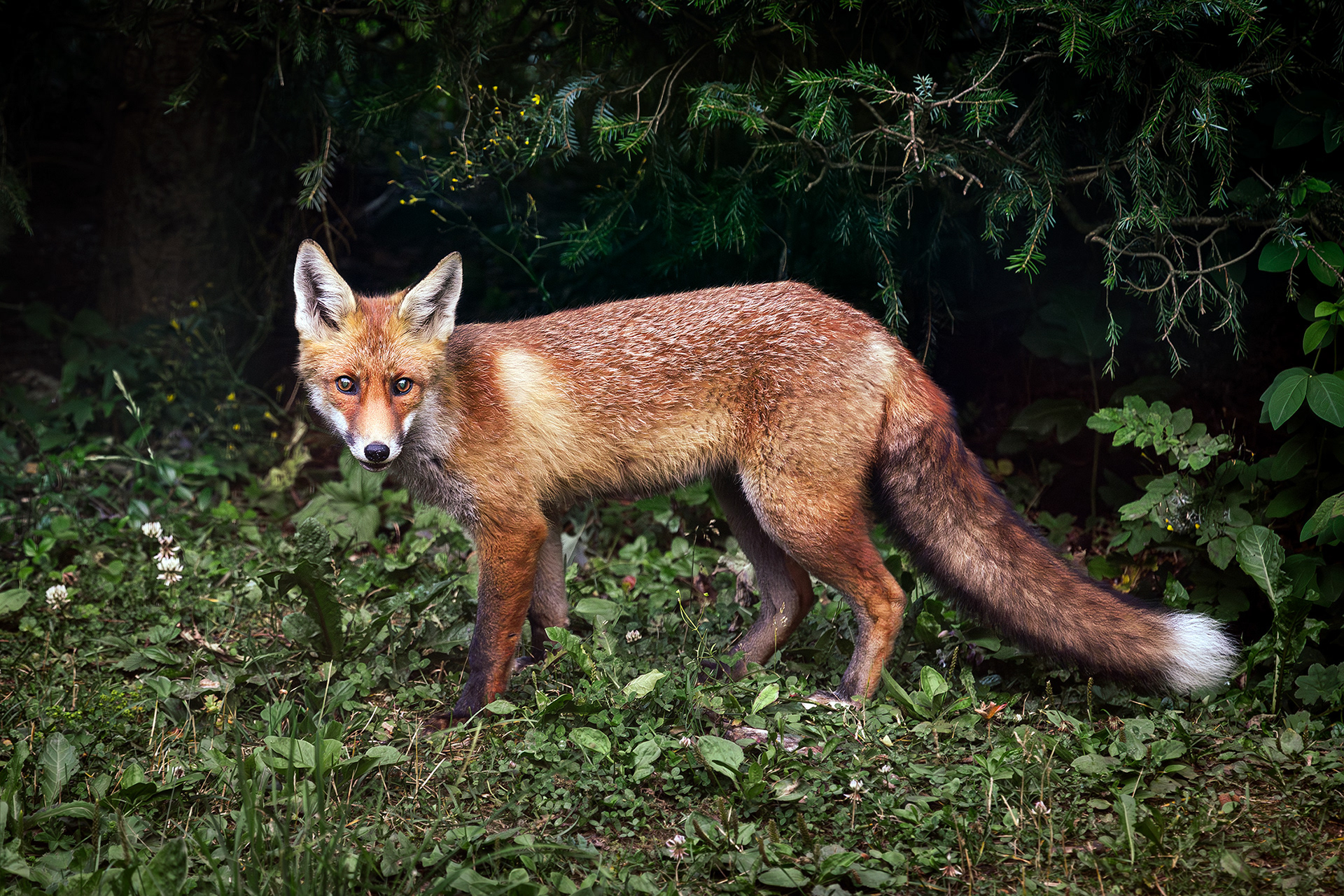 Red fox - Vulpes vulpes