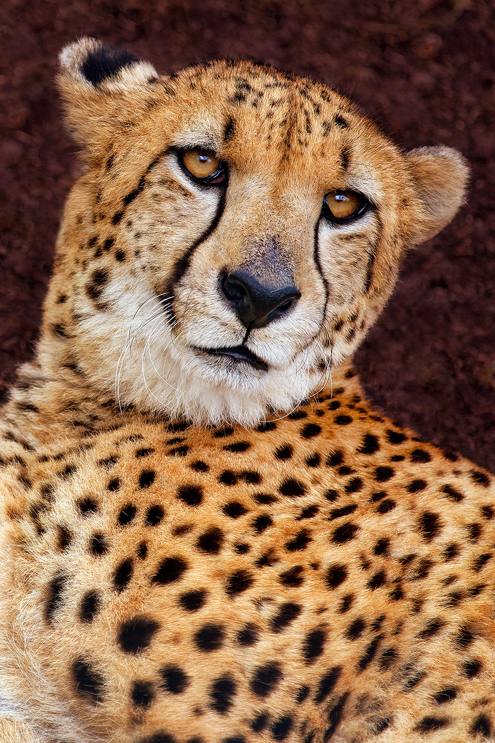 Cheetah - Acinonyx jubatus