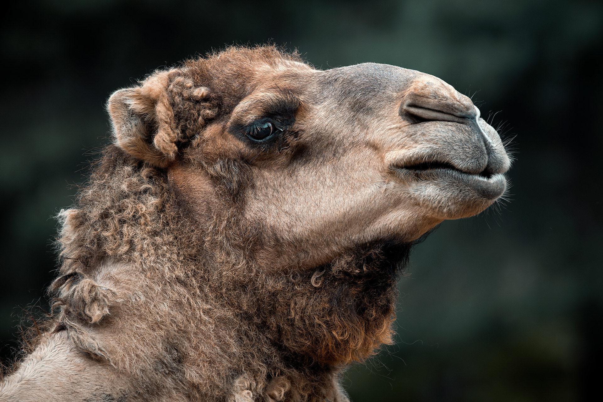 Dromedary camel - Camelus dromedarius