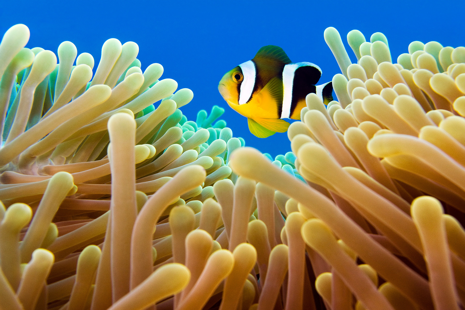 Mauritian anemonefish - Amphiprion chrysogaster